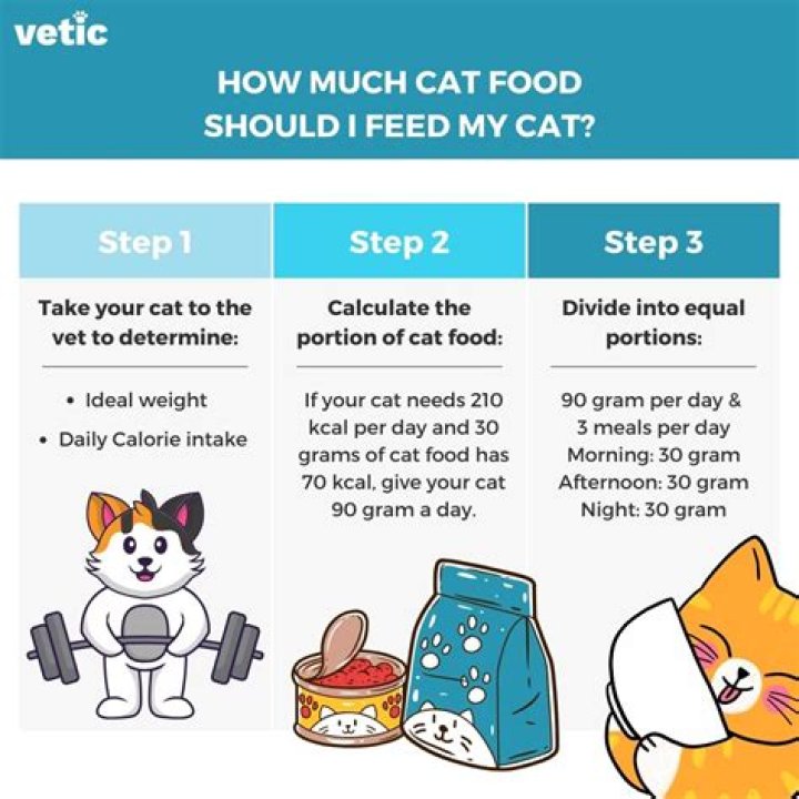 Should i feed my cat when it meows?