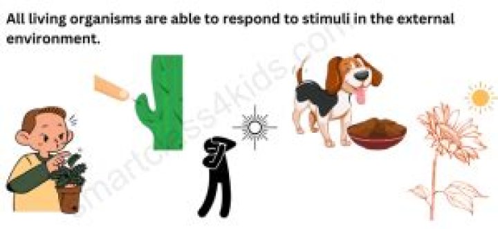 Should living things respond to stimuli?