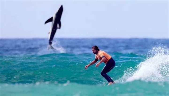Should surfers worry about sharks?