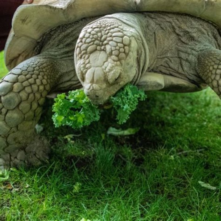 Should tortoises eat bread?