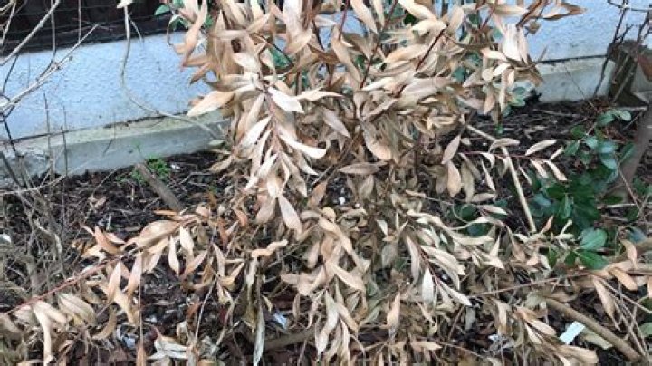 Should you deadhead bottlebrush?