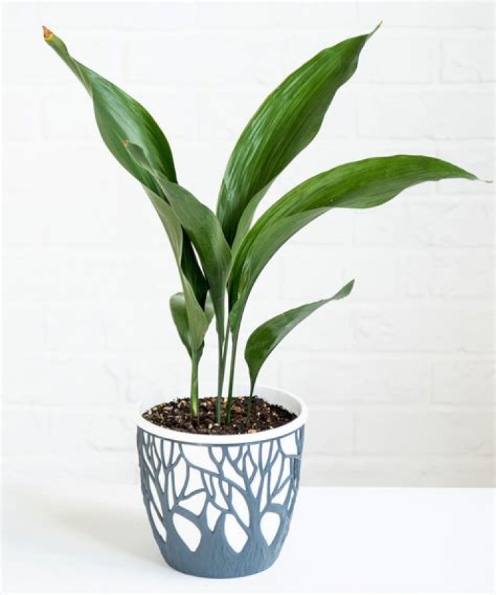 Should you feed an aspidistra?