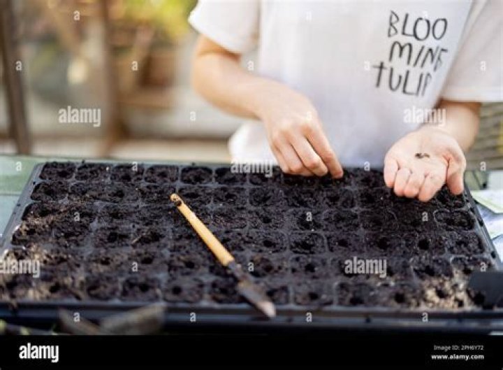 Should you put seed trays in the sun?