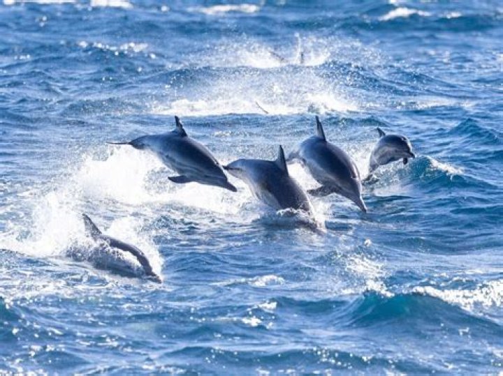 Was a pod of dolphins?