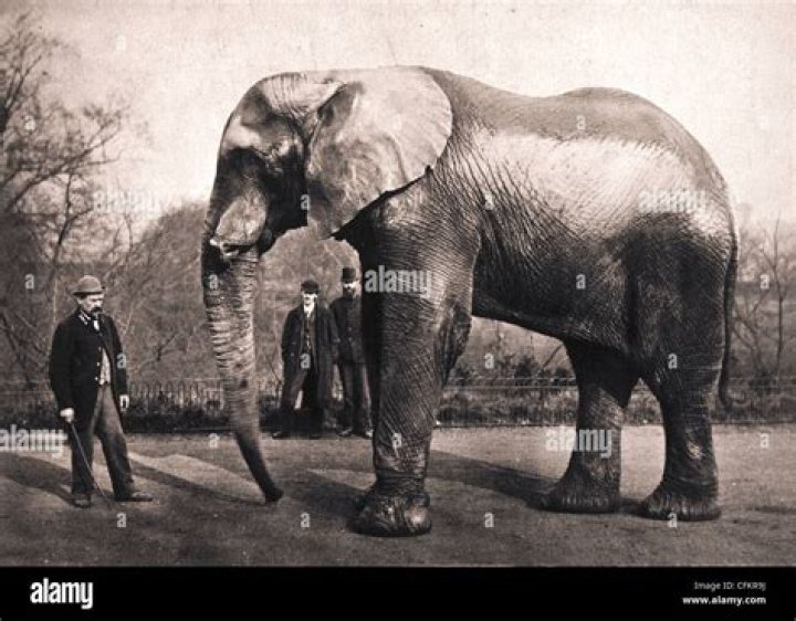 Was jumbo the biggest elephant?