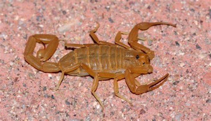 Were are scorpions found?