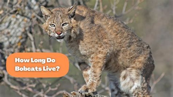 Were does a bobcat live?