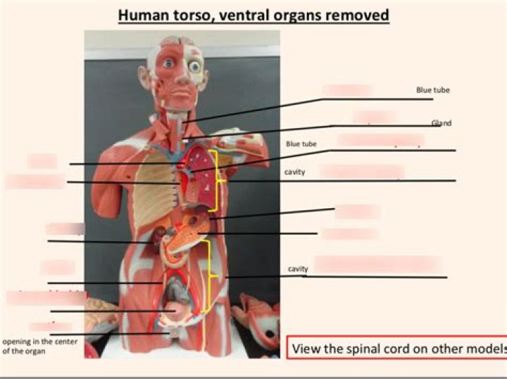 Were is the torso located?