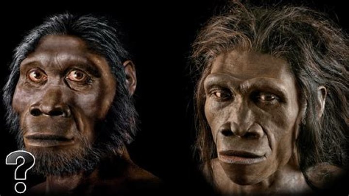 Were monkeys before humans?