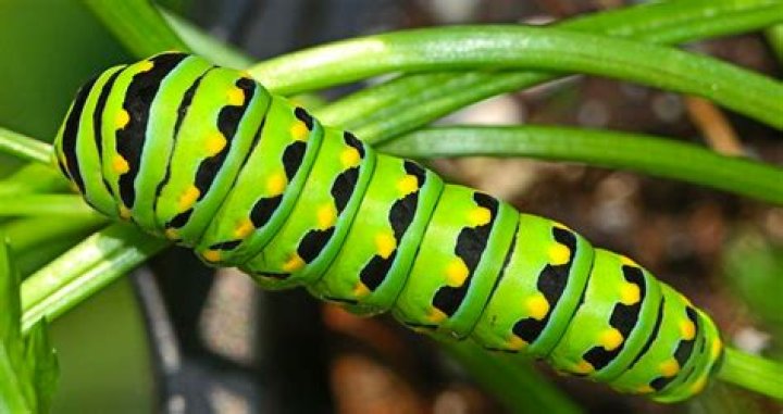 Were to find caterpillars?