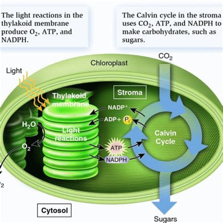 What absorbed sunlight in the thylakoid membrane?