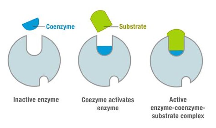 What are activators and coenzymes?