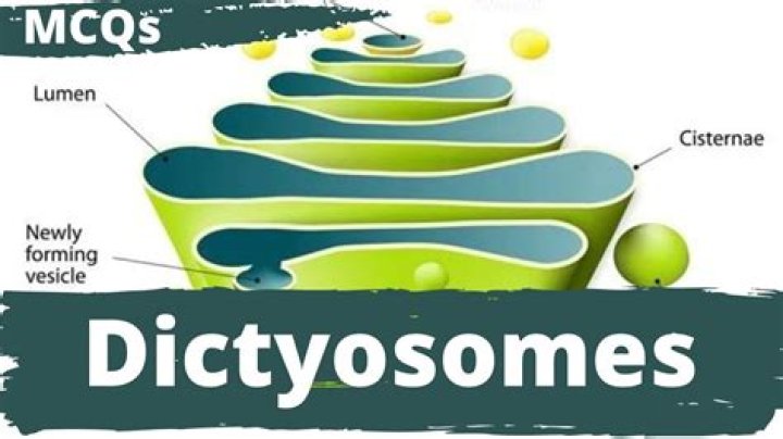 What are dictyosomes class 9?