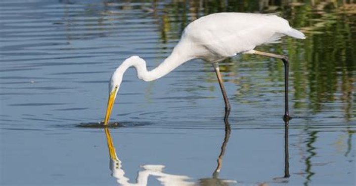 What are egrets eating in my yard?