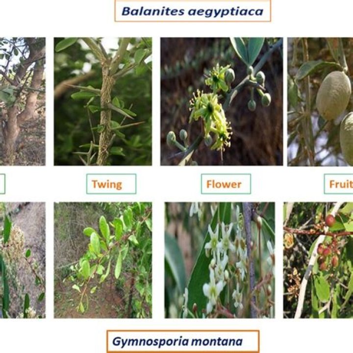 What are the classes of compounds found in balanites aegyptiaca?