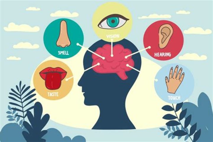 What are the six senses?