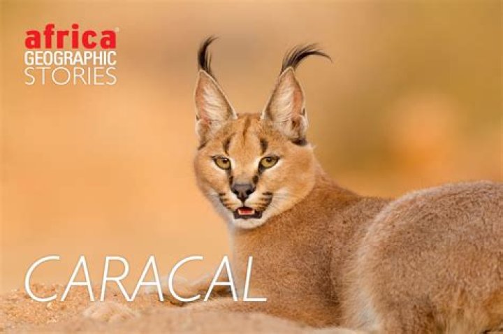 What caracals live in the desert?