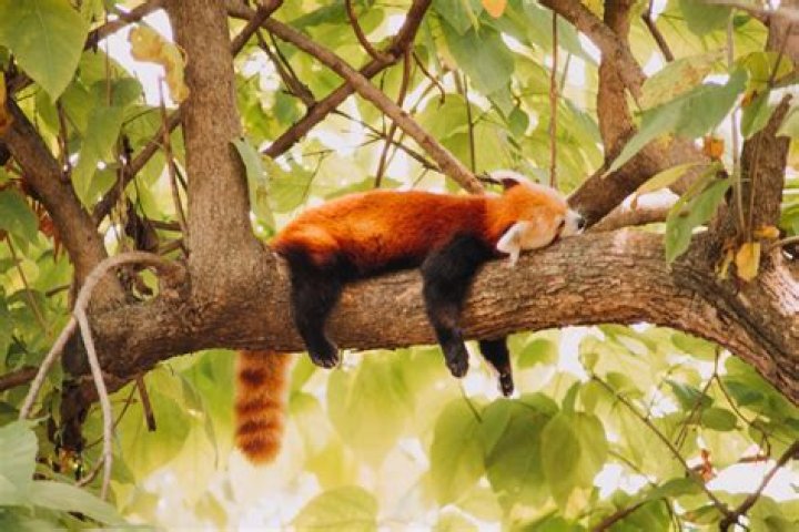 What causes red pandas to be endangered?
