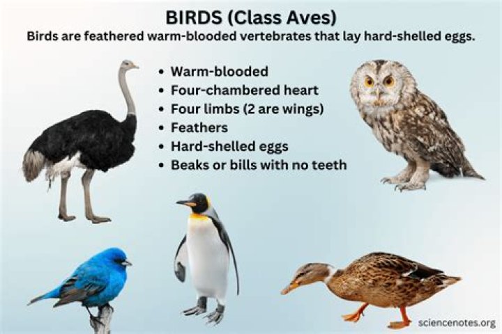 What clades do birds belong to?