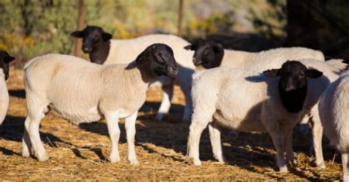 What color are dorper sheep?