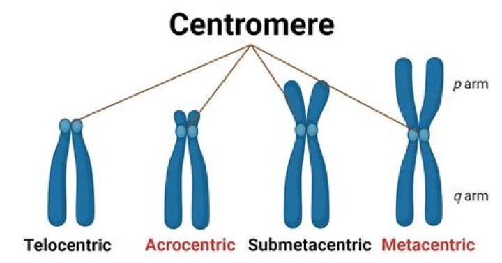 What do centromeres do?