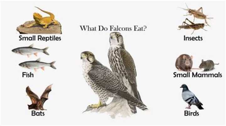 What do falcons eat?