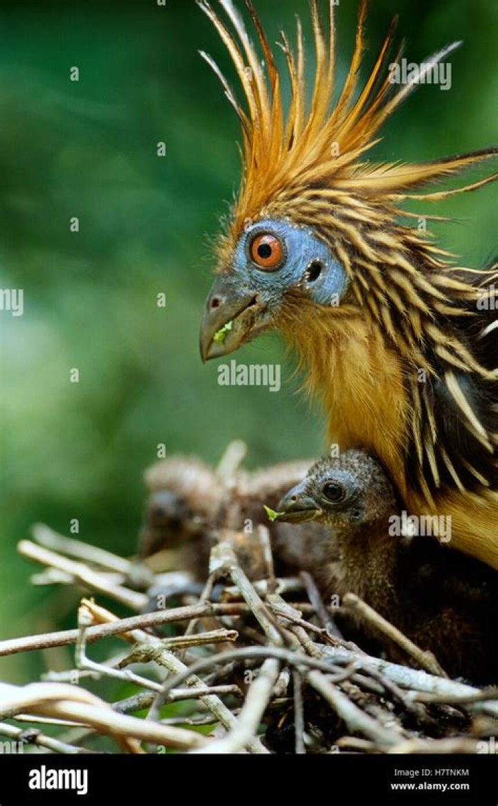 What does a hoatzin eat?