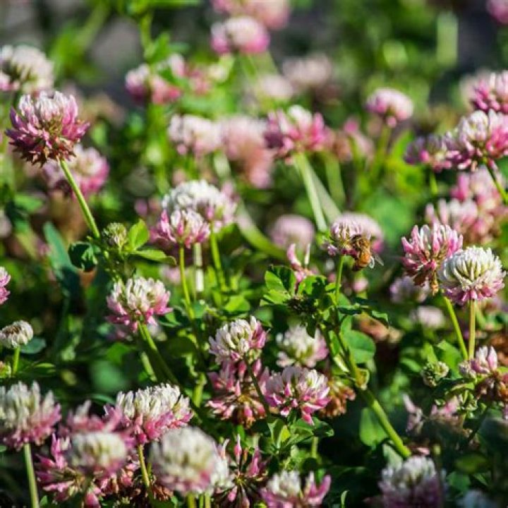 What does alsike clover look like?