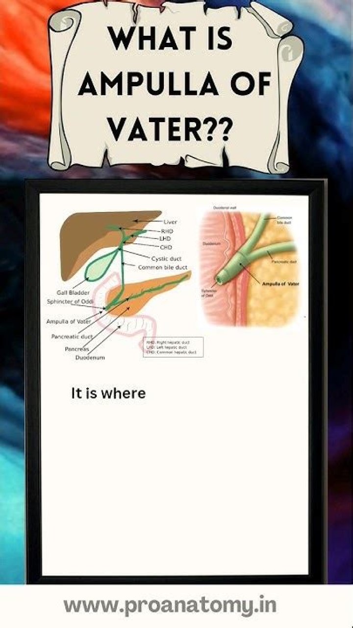 What does ampulla mean?