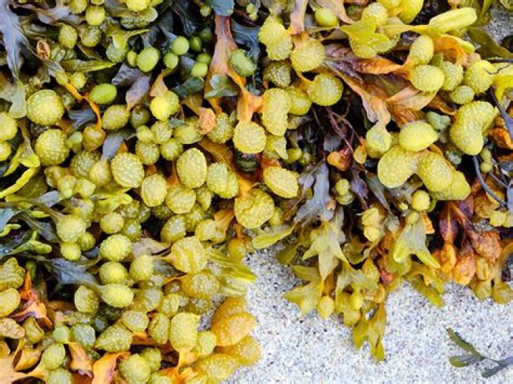 What does bladderwrack look like?