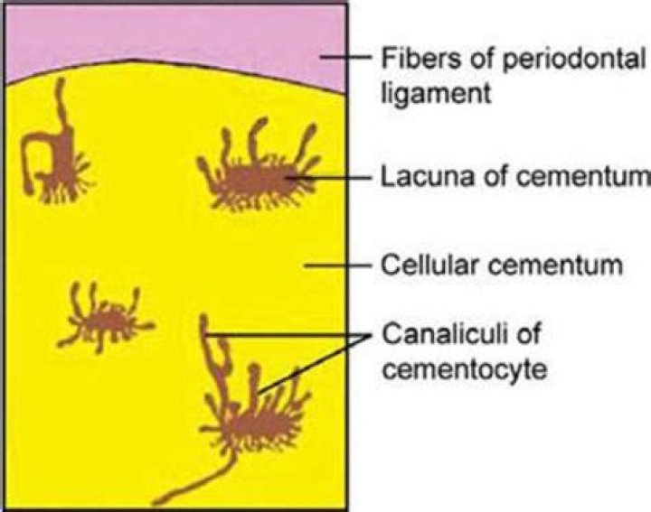 What does cementoblast mean?