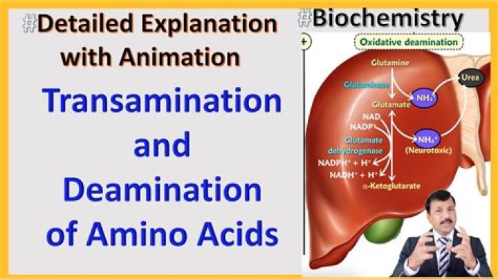 What does deamination refer to?