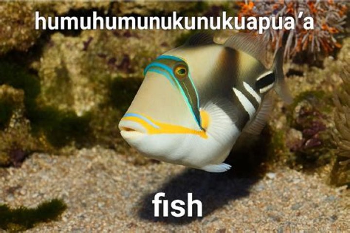 What does humuhumunukunukuapua'a mean in english?