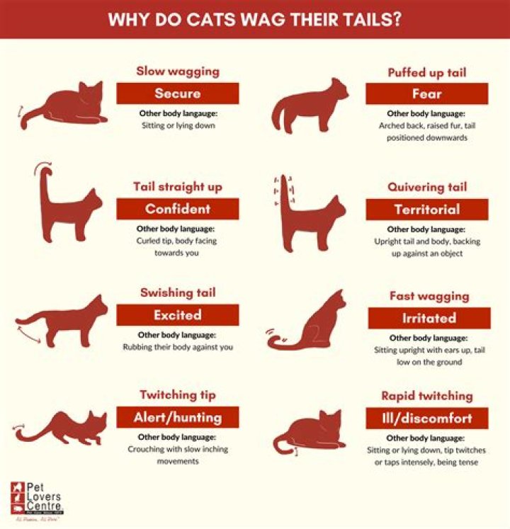 What does it mean when a rat's tail is up?