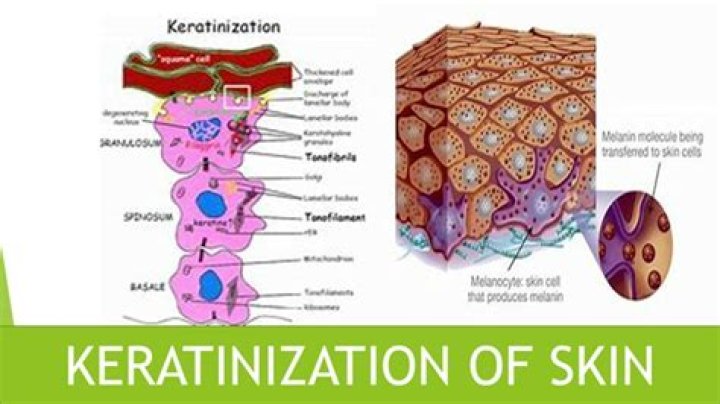 What does keratinization do?