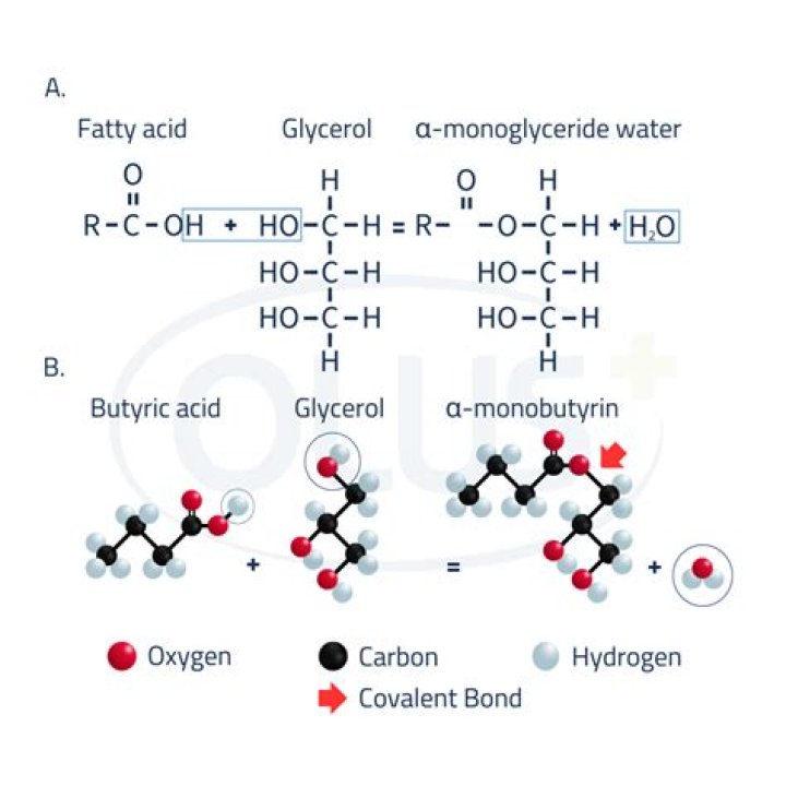 What does monoglyceride consist of?