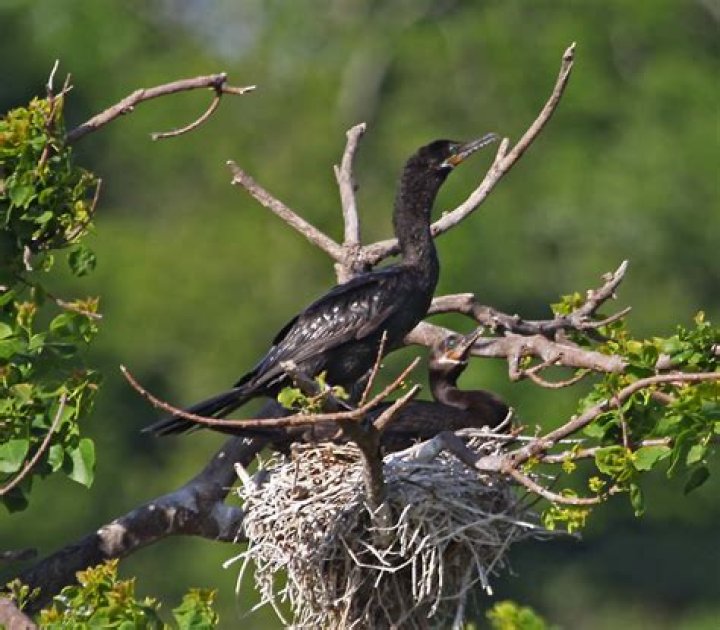 What does neotropic cormorant eat?