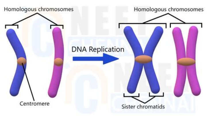 What does non homologous?