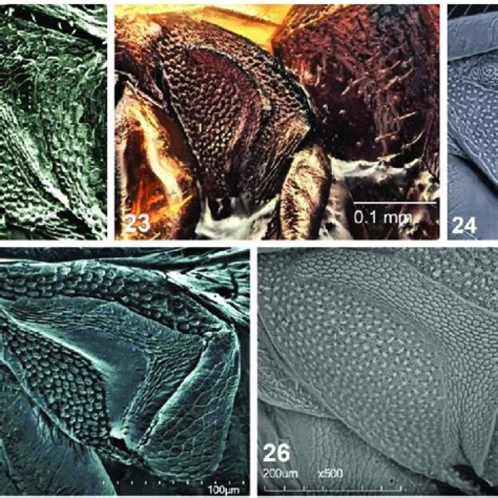 What does ostiolar mean?