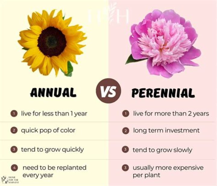 What does perennial mean?