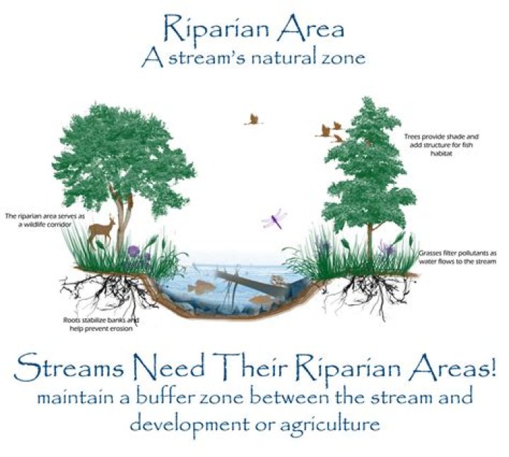 What does riparian mean?