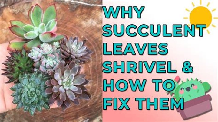What does shrivel up mean?