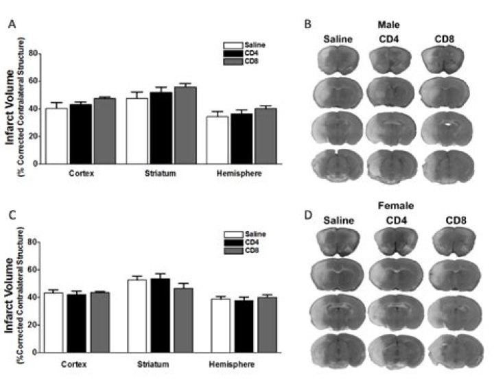 What does splenectomized mean?