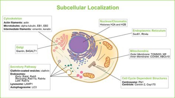What does subcellular localization mean?