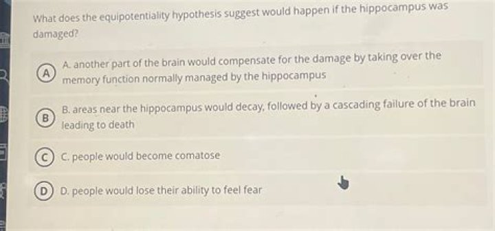 What does the equipotentiality hypothesis suggest?