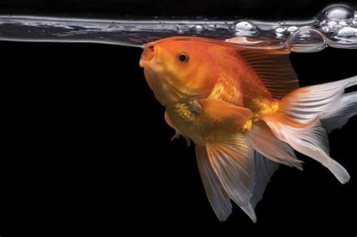 What fish can drown?