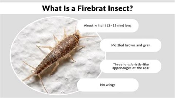 What is a firebrat insect?