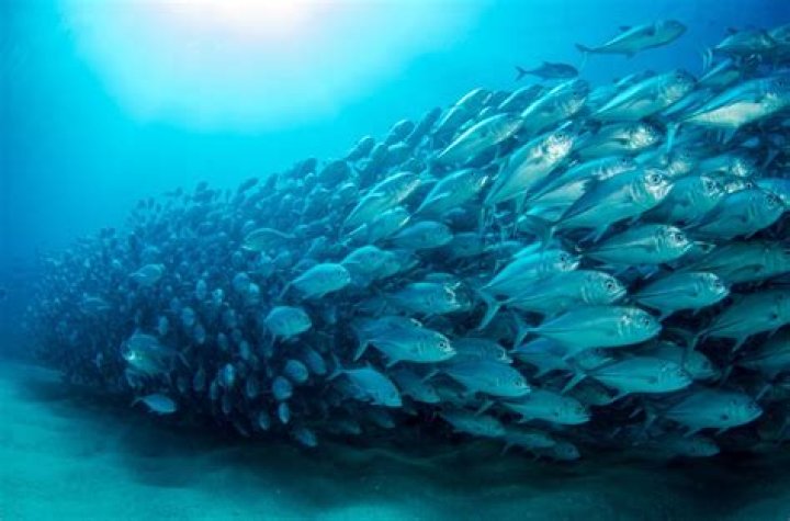 What is a group of fish called?