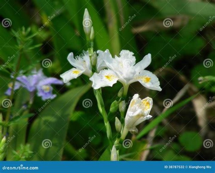 What is a iridaceous plant?