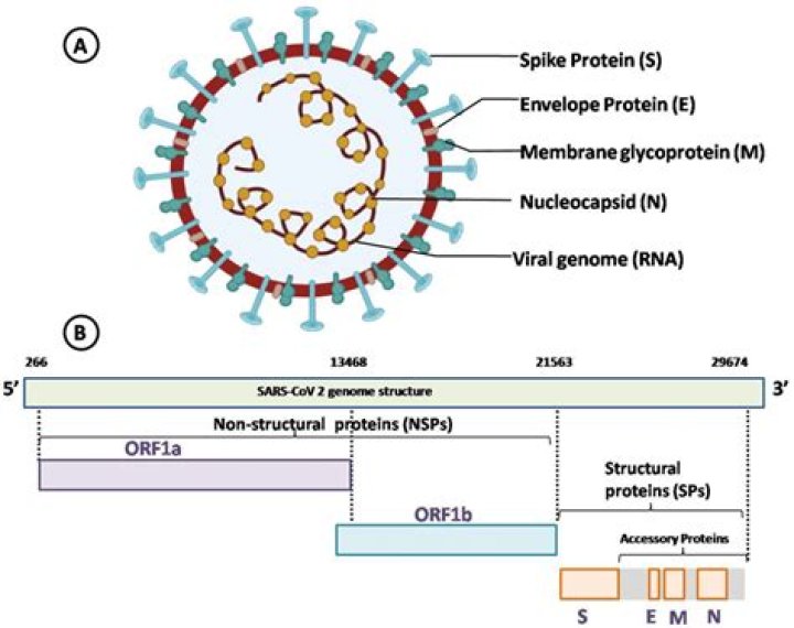 What is a nonsegmented virus?